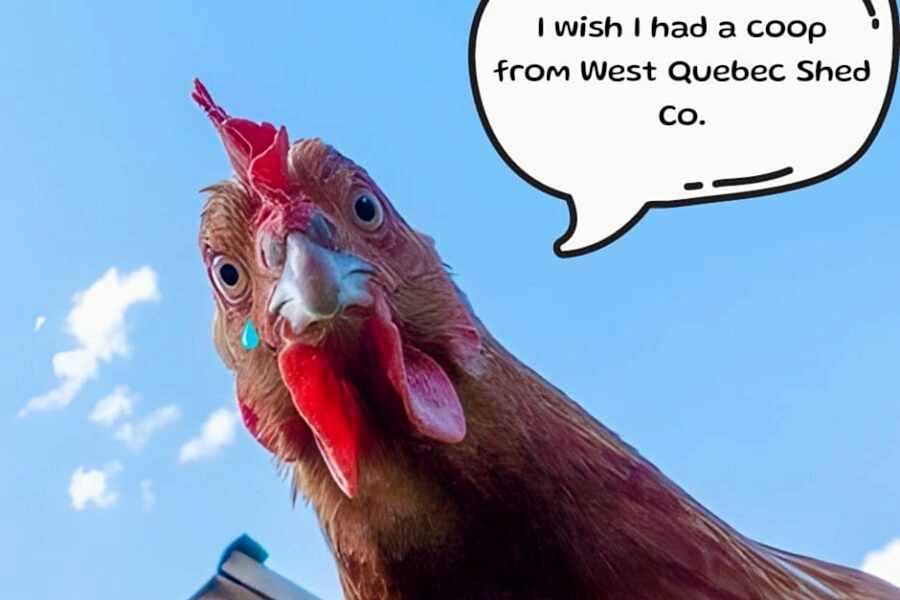 Chicken Coop Buying Guide